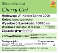 cechy róży rabatowej Cherry Girl