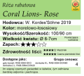 cechy róży rabatowej Coral Lions- Rose