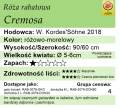 cechy róży rabatowej Cremosa