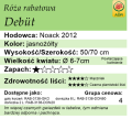 cechy róży rabatowej Debüt