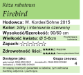 cechy róży rabatowej Firebird