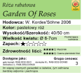 cechy róży rabatowej Garden Of Roses