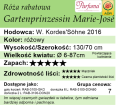 cechy róży rabatowej Gartenprinzessin Marie-José