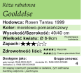 cechy róży rabatowej Goldelse