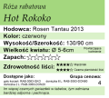 cechy róży rabatowej Hot Rokoko