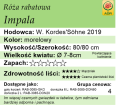 cechy róży rabatowej Impala