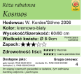 cechy róży rabatowej Kosmos