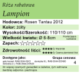 cechy róży rabatowej Lampion