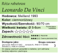 cechy róży rabatowej Leonardo Da Vinci