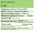 cechy róży rabatowej Loki