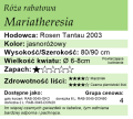 cechy róży rabatowej Mariatheresia