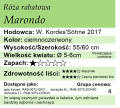 cechy róży rabatowej Marondo
