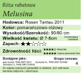 cechy róży rabatowej Melusina