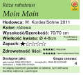 cechy róży rabatowej Moin Moin