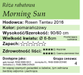 cechy róży rabatowej Morning Sun