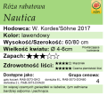 cechy róży rabatowej Nautica