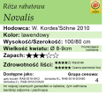 cechy róży rabatowej Novalis.