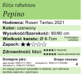 cechy róży rabatowej Pepino.png