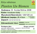 cechy róży rabatowej Planten Un Blomen