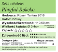 cechy róży rabatowej Playful Rokoko