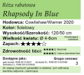 cechy róży rabatowej Rhapsody In Blue