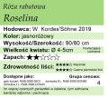 cechy róży rabatowej Roselina