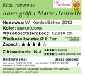 cechy róży rabatowej Rosengräfin Marie Henriette
