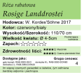 cechy róży rabatowej Rosige Landdrostei