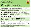 cechy róży rabatowej Rosenfaszination