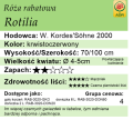 cechy róży rabatowej Rotilia
