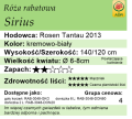cechy róży rabatowej Sirius