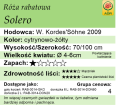 cechy róży rabatowej Solero
