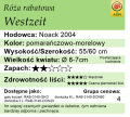 cechy róży rabatowej Westzeit