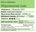 cechy róży rabatowej Wspomnienie Lata