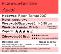 cechy róży wielkokwiatowej Ascot