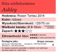 cechy róży wielkokwiatowej Ashley.png