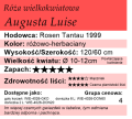 cechy róży wielkokwiatowej Augusta Luise