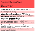 Bellevue.png