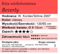 cechy róży wielkokwiatowej Beverly.png