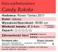 cechy róży wielkokwiatowej Candy Rokoko.png