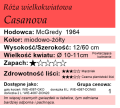 cechy róży wielkokwiatowej Casanova.png