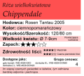cechy róży wielkokwiatowej Chippendale.png