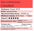 cechy róży wielkokwiatowej Comeback.png