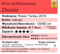 cechy róży wielkokwiatowej Desirée.png