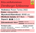 cechy róży wielkokwiatowej Dornburger Schlossrose.png