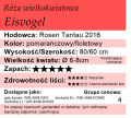 cechy róży wielkokwiatowej Eisvogel.png
