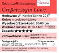 cechy róży wielkokwiatowej Grossherzogin Luise.png