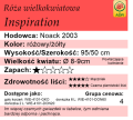 cechy róży wielkokwiatowej Inspiration.png