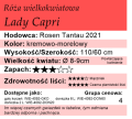 cechy róży wielkokwiatowej Lady Capri.png