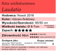 cechy róży wielkokwiatowej Laudatio.png